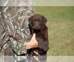 Small Photo #8 Labrador Retriever Puppy For Sale in GIBSONVILLE, NC, USA