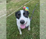Small #1 American Pit Bull Terrier-American Staffordshire Terrier Mix