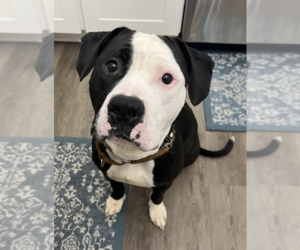 American Bulldog Dogs for adoption in Rockville, MD, USA