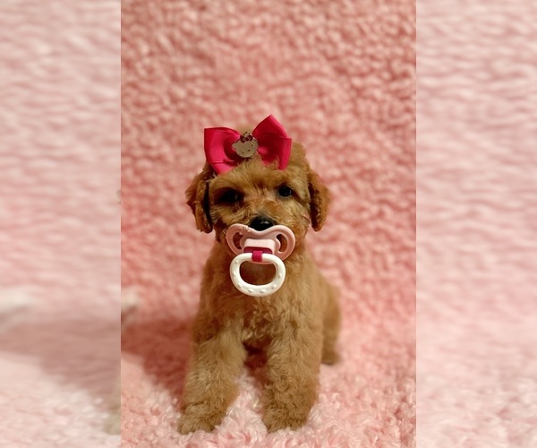 Medium Photo #1 Poodle (Toy) Puppy For Sale in REDLANDS, CA, USA