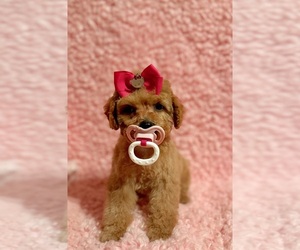 Poodle (Toy) Puppy for sale in REDLANDS, CA, USA