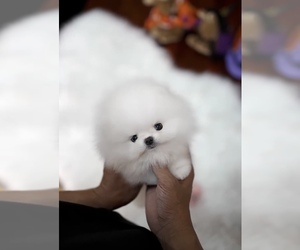 Pomeranian Puppy for sale in CHINO HILLS, CA, USA