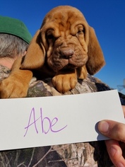 Bloodhound Puppy for sale in VERSAILLES, MO, USA
