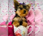 Small Photo #8 Yorkshire Terrier Puppy For Sale in THE WOODLANDS, TX, USA