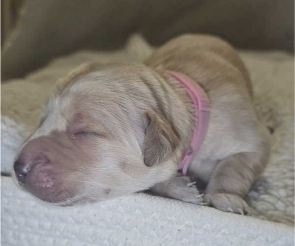 Medium Photo #1 Golden Irish-Golden Retriever Mix Puppy For Sale in DELAND, FL, USA