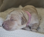 Puppy Light Pink Golden Irish-Golden Retriever Mix