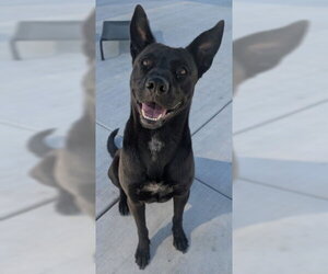 GORGONZOLA - Female German Shepherd Dog-Unknown Mix Dog for Adoption - Photo #4