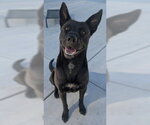 Small Photo #4 German Shepherd Dog-Unknown Mix Puppy For Sale in Redlands, CA, USA