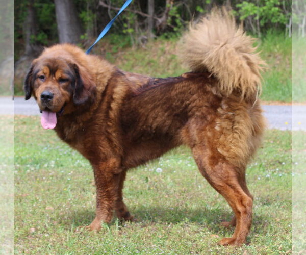 Medium Photo #4 Tibetan Mastiff-Unknown Mix Puppy For Sale in Prattville, AL, USA