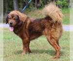 Small #3 Tibetan Mastiff Mix