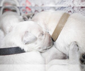 Medium English Cream Golden Retriever