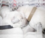 Puppy 1 English Cream Golden Retriever