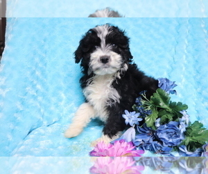 Aussie-Poo Puppy for sale in SHILOH, OH, USA