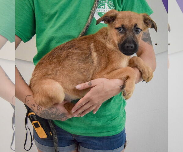 Medium Photo #2 German Shepherd Dog-Unknown Mix Puppy For Sale in Huntley, IL, USA