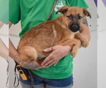 Small #1 German Shepherd Dog Mix