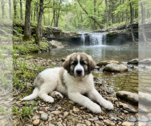Great Pyrenees Dogs for adoption in Vail, AZ, USA
