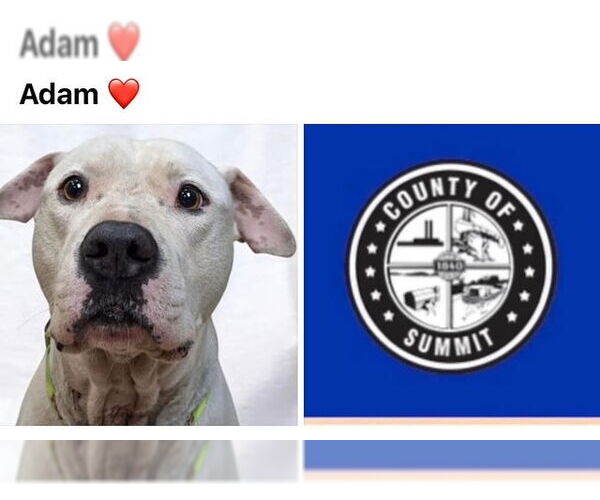 Medium Photo #1 Dogo Argentino-Unknown Mix Puppy For Sale in Akron, OH, USA