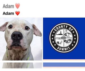 Dogo Argentino-Unknown Mix Dogs for adoption in Akron, OH, USA