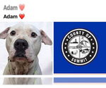 Small Dogo Argentino Mix
