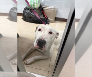 Bull Terrier-Unknown Mix Dogs for adoption in Stockton, CA, USA