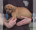Small Photo #3 American Staffordshire Terrier-German Shepherd Dog Mix Puppy For Sale in Huntley, IL, USA