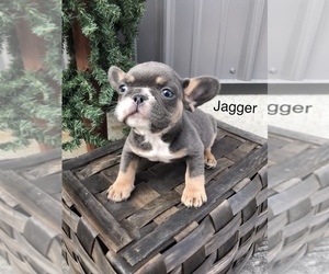 Medium French Bulldog