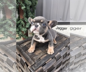 French Bulldog Puppy for sale in GOSHEN, IN, USA