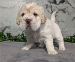 Small #4 Cocker-Pei