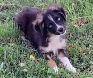 Miniature Australian Shepherd Puppy for sale in MILTON, WI, USA