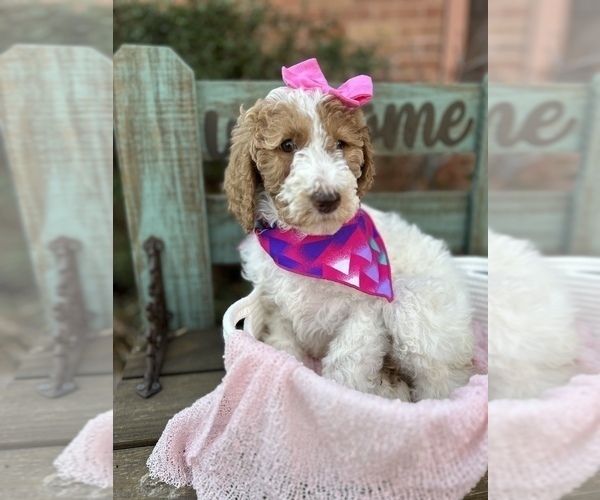 Medium Photo #4 Goldendoodle Puppy For Sale in SHERMAN, TX, USA