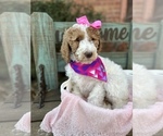 Small Photo #4 Goldendoodle Puppy For Sale in SHERMAN, TX, USA