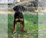 Small #5 Doberman Pinscher