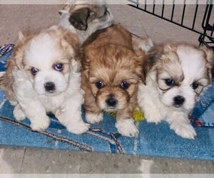 Mal-Shi Puppy for sale in PORTAGE, IN, USA