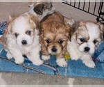 Small Photo #1 Mal-Shi Puppy For Sale in PORTAGE, IN, USA