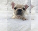 Small Photo #2 French Bulldog Puppy For Sale in CASTLE ROCK, CO, USA