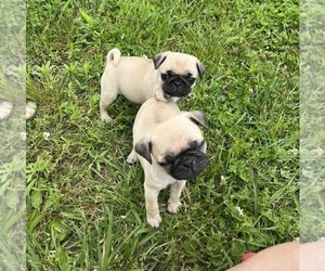 Pug Puppy for sale in GAINESVILLE, MO, USA