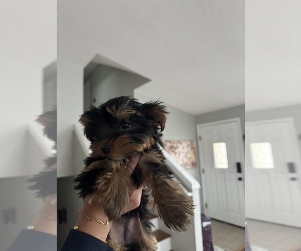 Medium Photo #1 Yorkshire Terrier Puppy For Sale in PORTLAND, OR, USA