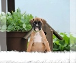 Image preview for Ad Listing. Nickname: Carter