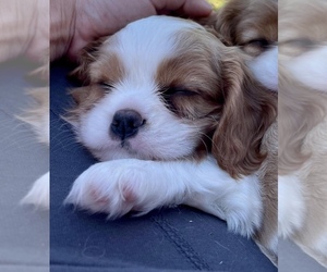 Cavalier King Charles Spaniel Puppy for sale in MILTON, PA, USA