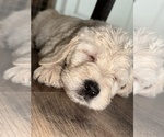 Small #11 Labradoodle