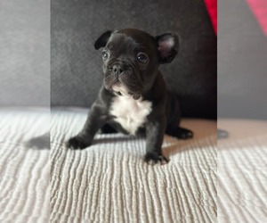 Medium French Bulldog