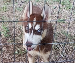 Siberian Husky Puppy for Sale in PETERSBURG, New York USA