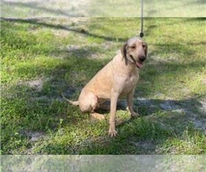 Goldendoodle Puppy for sale in LAKELAND, FL, USA