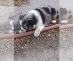 Small Photo #4 Miniature Australian Shepherd Puppy For Sale in OSHKOSH, NE, USA