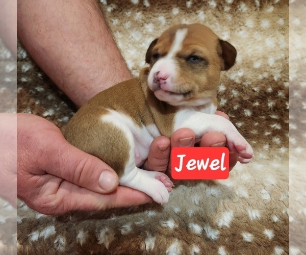 Medium Photo #15 Basenji Puppy For Sale in LOMETA, TX, USA