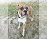 Small #4 Boxer