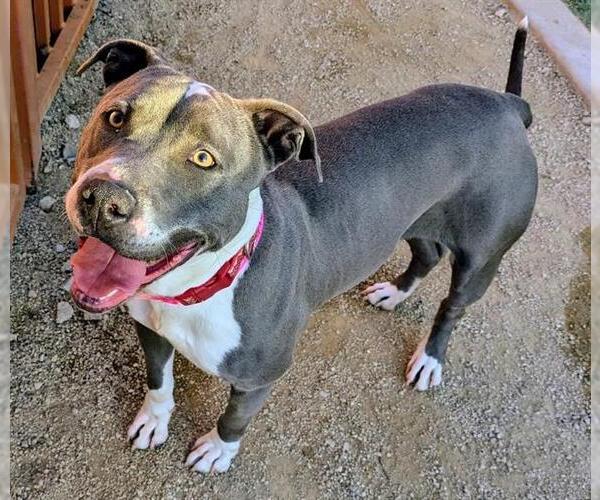 Medium Photo #1 Mutt Puppy For Sale in Las Vegas, NV, USA