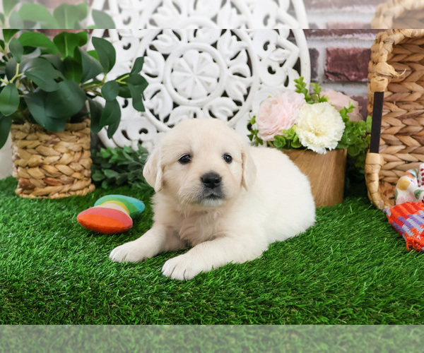 Medium Photo #2 Golden Retriever Puppy For Sale in SYRACUSE, IN, USA