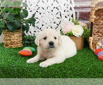 Small #1 Golden Retriever