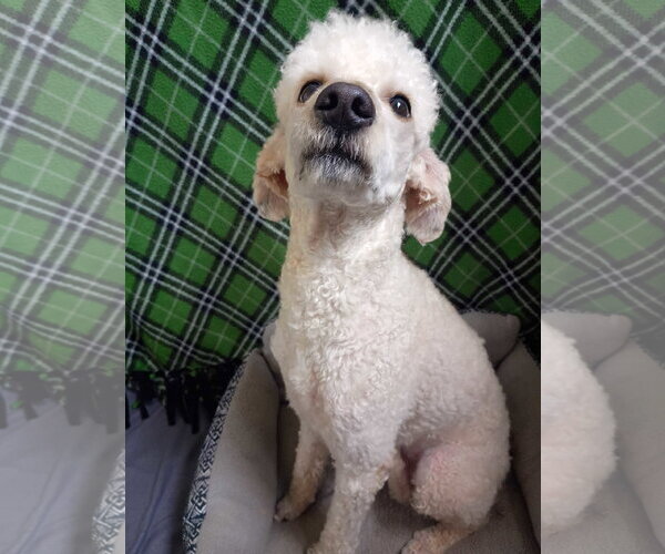 Medium Photo #7 Poodle (Standard) Puppy For Sale in Pacolet, SC, USA